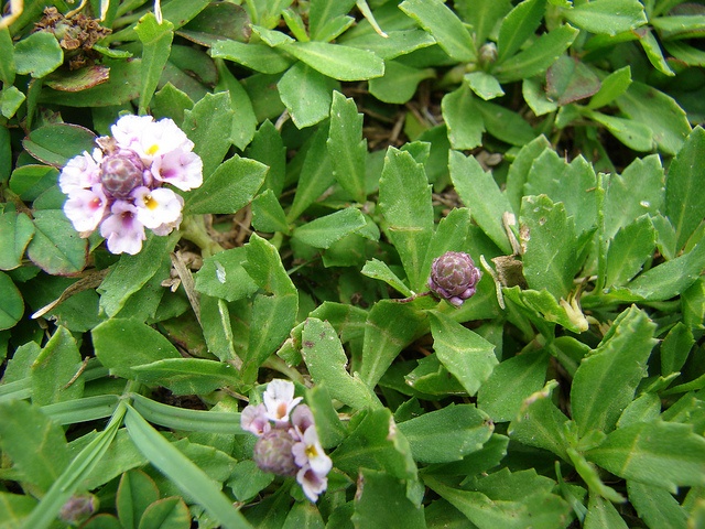 native plant texas frog fruit