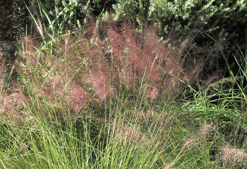 Big Muhly Grass