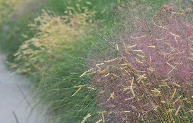 Blonde Ambition Grass