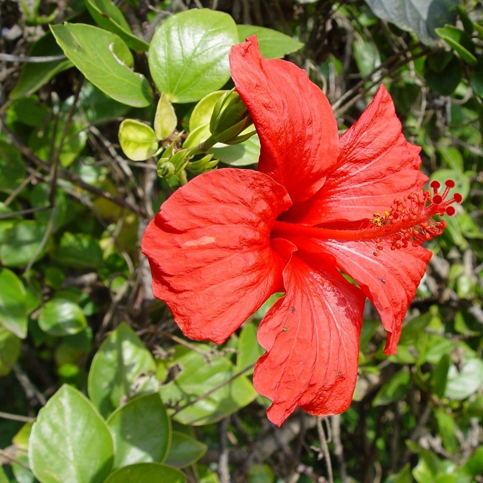 Hibiscus.jpg