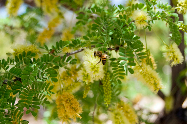 bee flying into tree