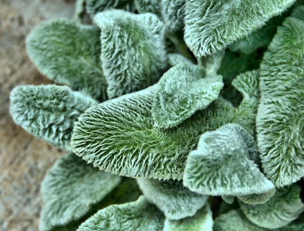 Lambs Ear