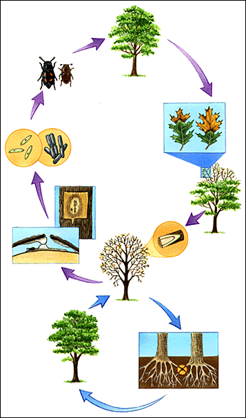 Texas oak wilt is an infectious tree disease caused by the fungus Ceratocystis fagacearum.