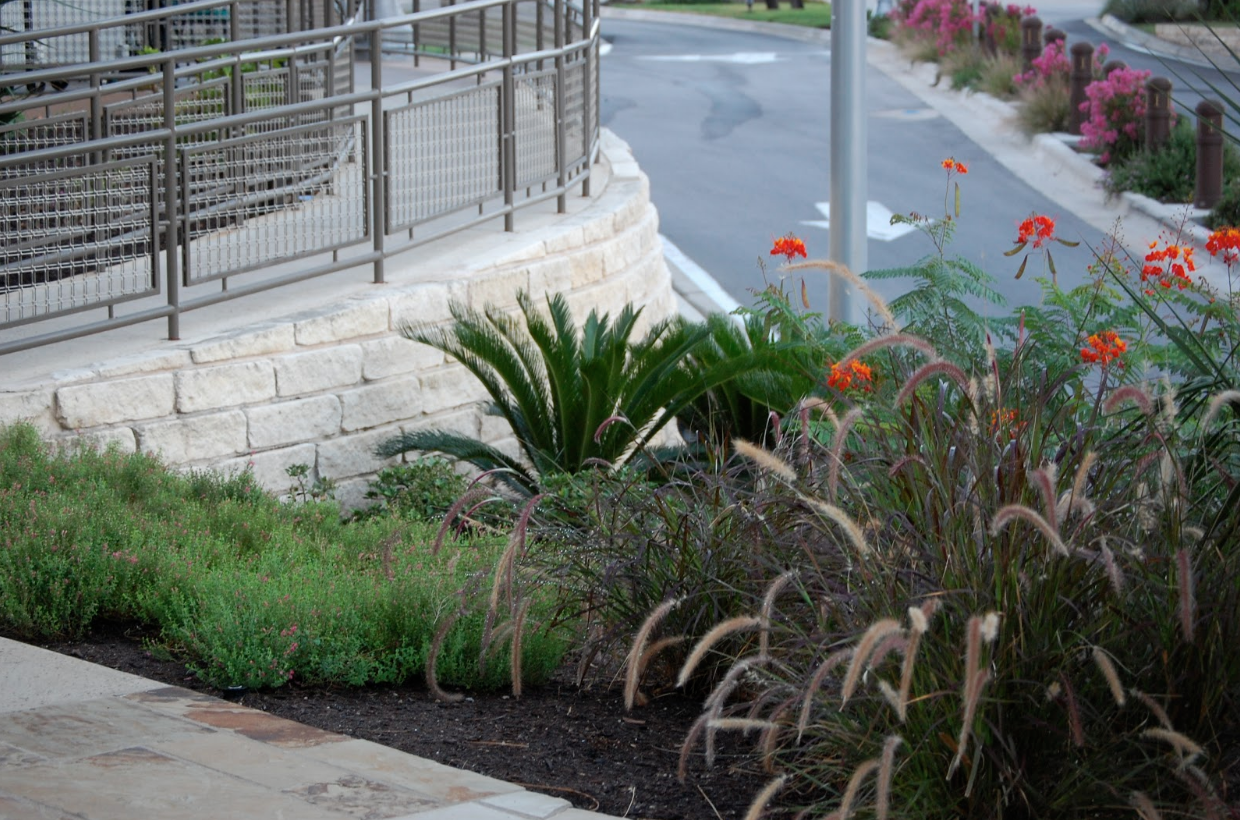 6 Dependable Ornamental Grasses for Texas Commercial Landscapes