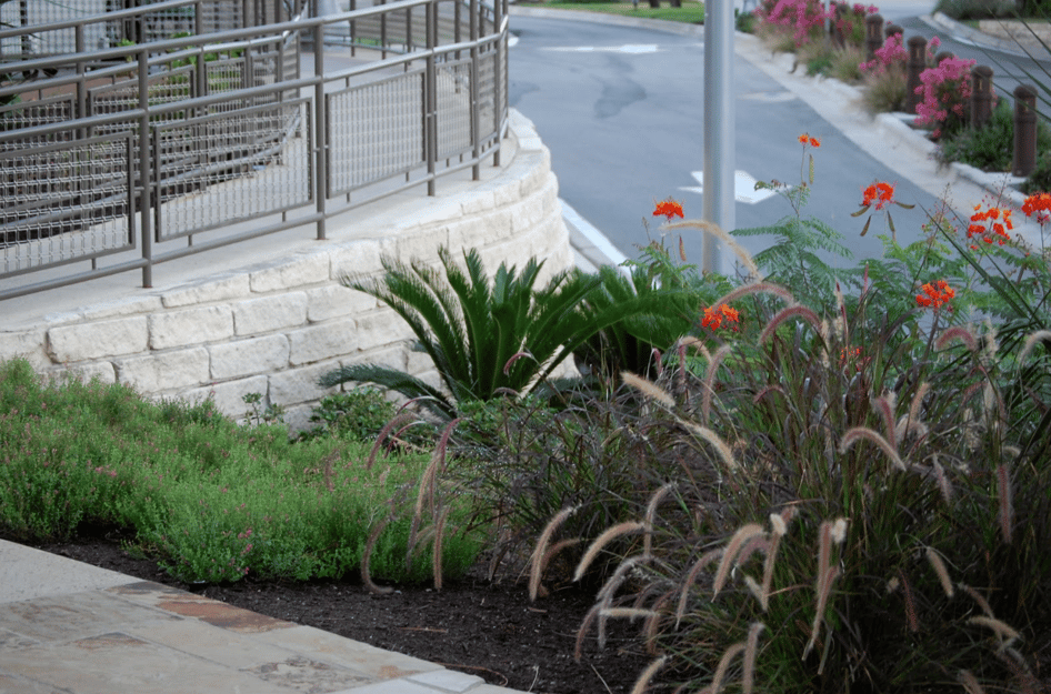 ornamental grasses for texas