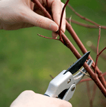 Pruning 1 resized 600