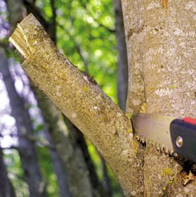 Proper pruning to maintain tree health