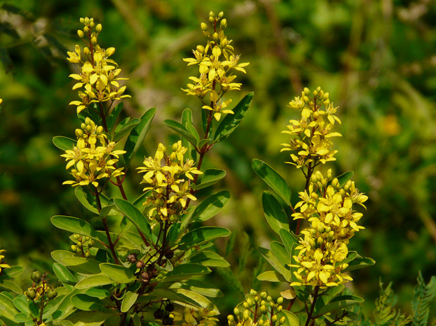 Shrub