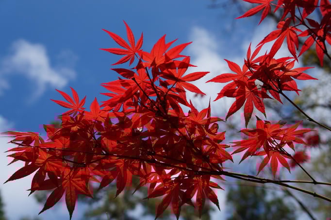 acer