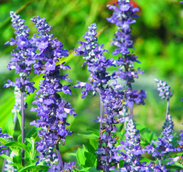 salvia plant deer resistant