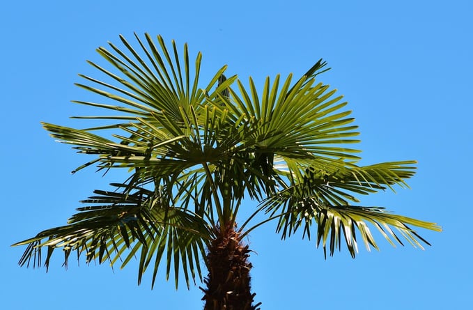 fampalm