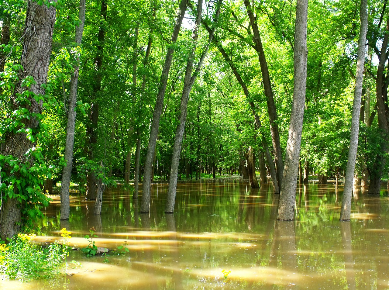 flooded forest