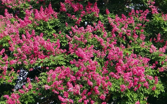 giant crape myrtle in Texas