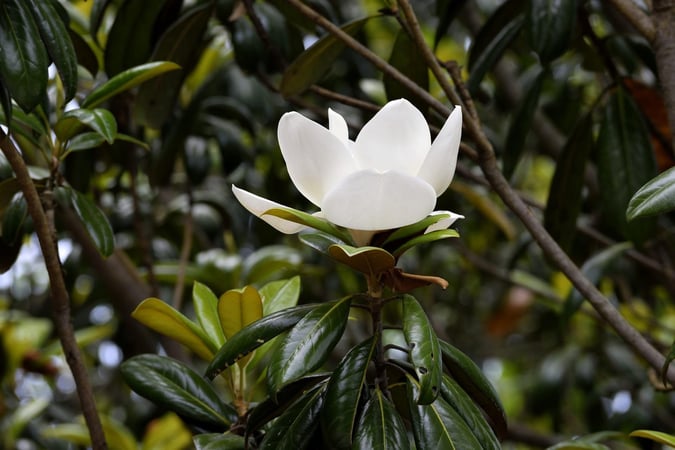 magnolia