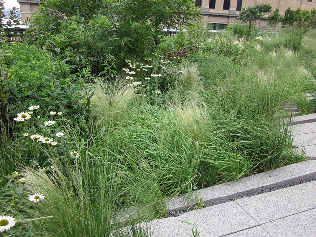 mexican feather grass