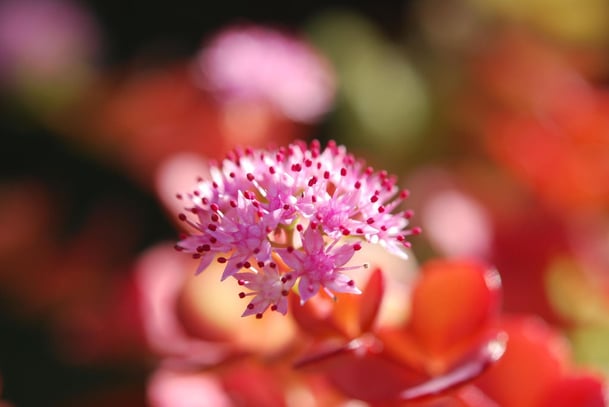 pink sedum