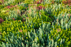 pinnacle sedum