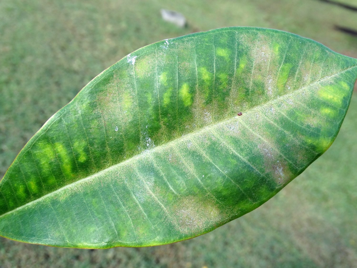 marks on a leaf