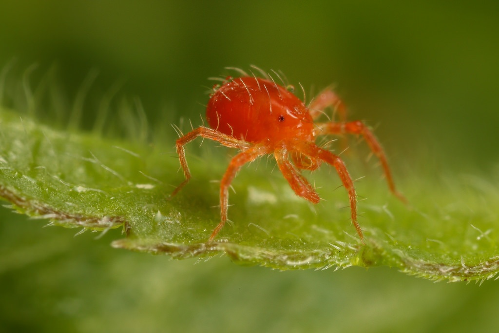 Take steps to get rid of spider mites on cypress and cedar trees.