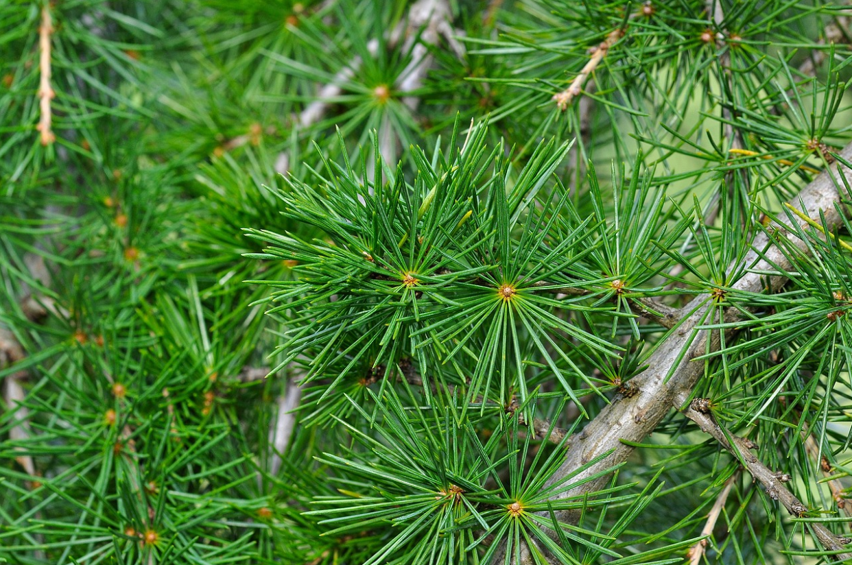 cedar