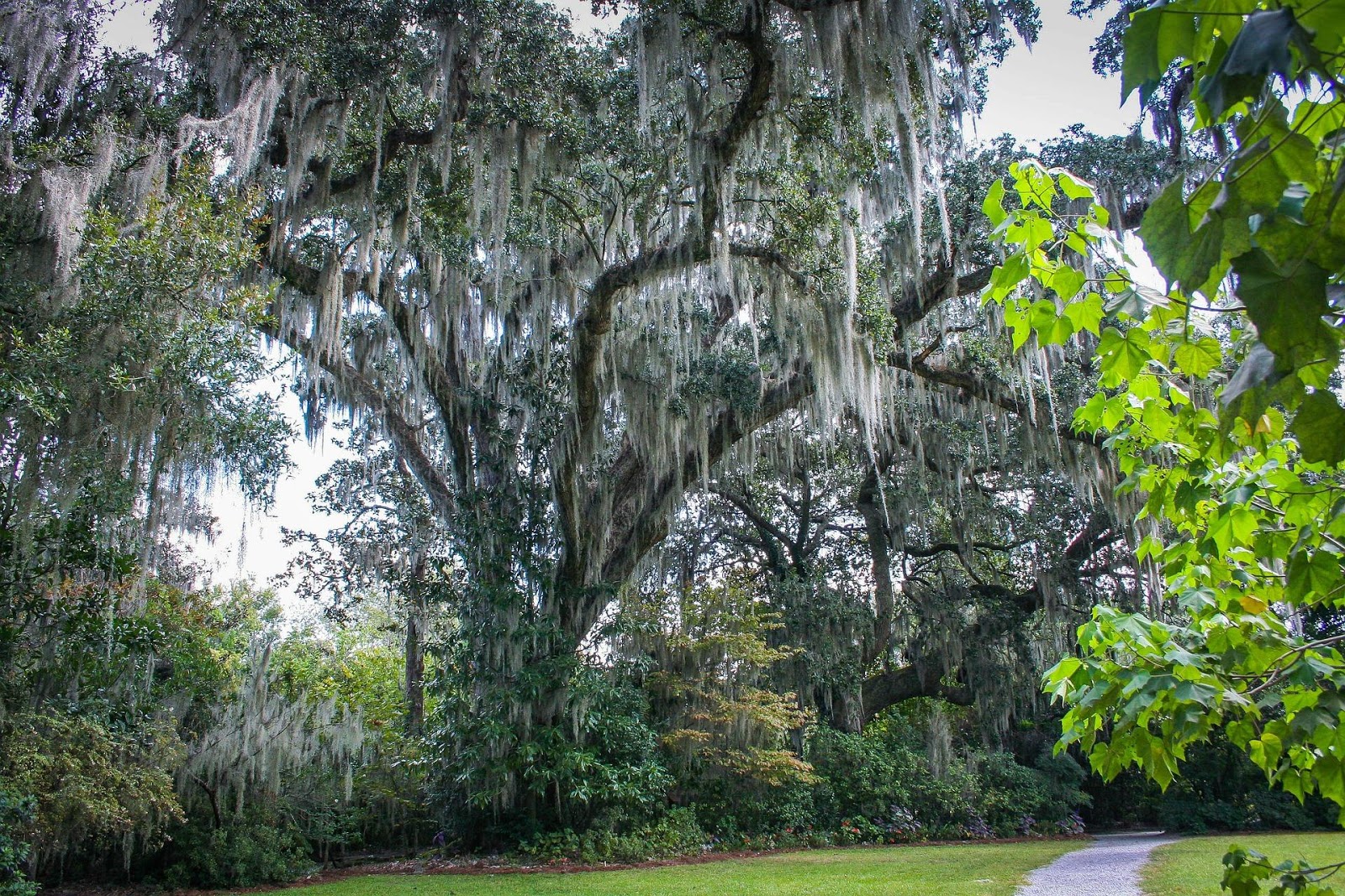 The Most Popular Trees for Southern Commercial Properties