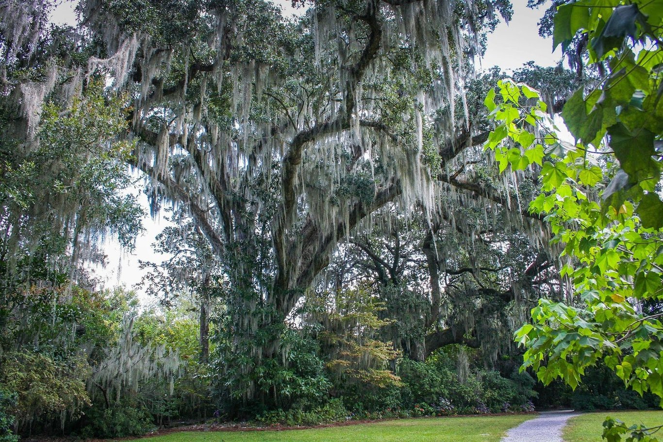 The Most Popular Trees for Southern Commercial Properties