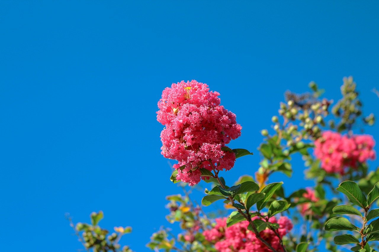 when do crepe myrtles bloom in texas