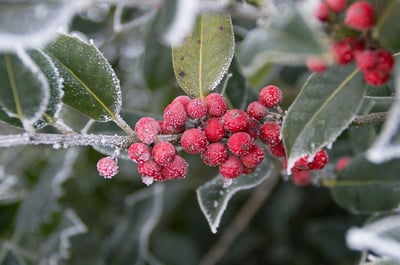 frosted cranberries in the snow