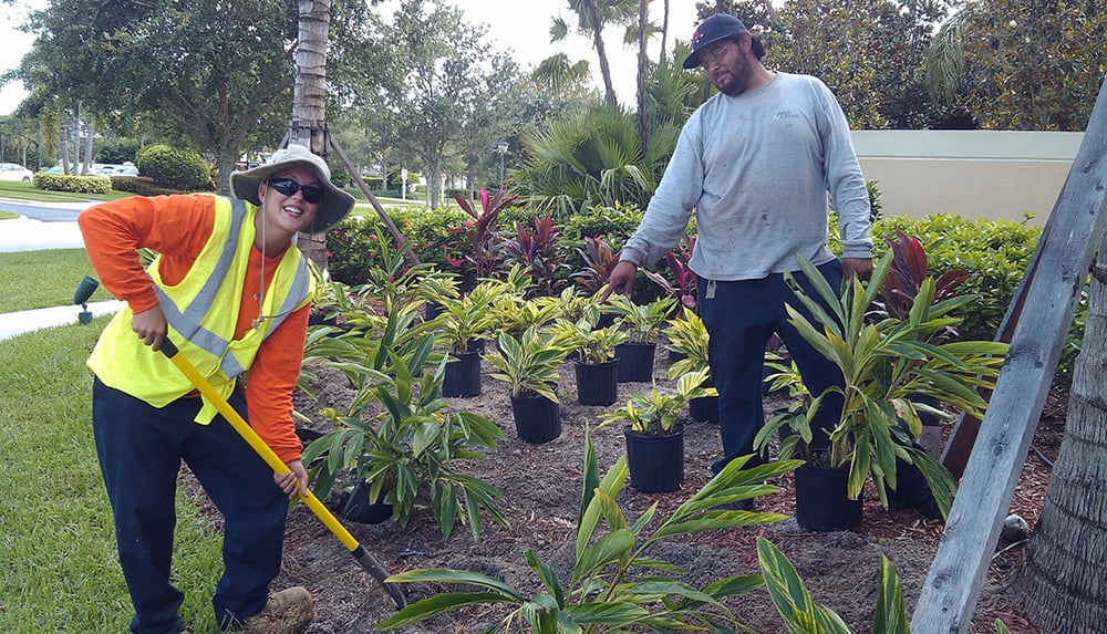 Commercial landscaping crew planting