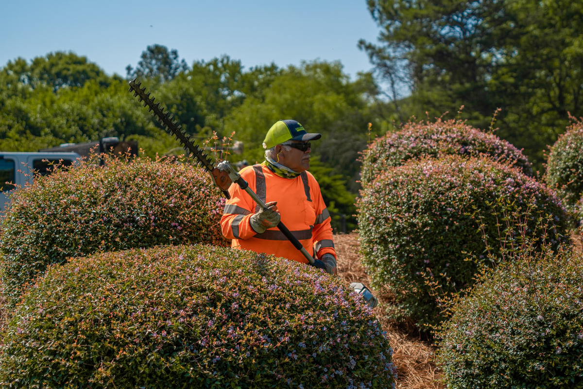 Commercial landscaping crew hedge trimming shrub pruning maintenance 