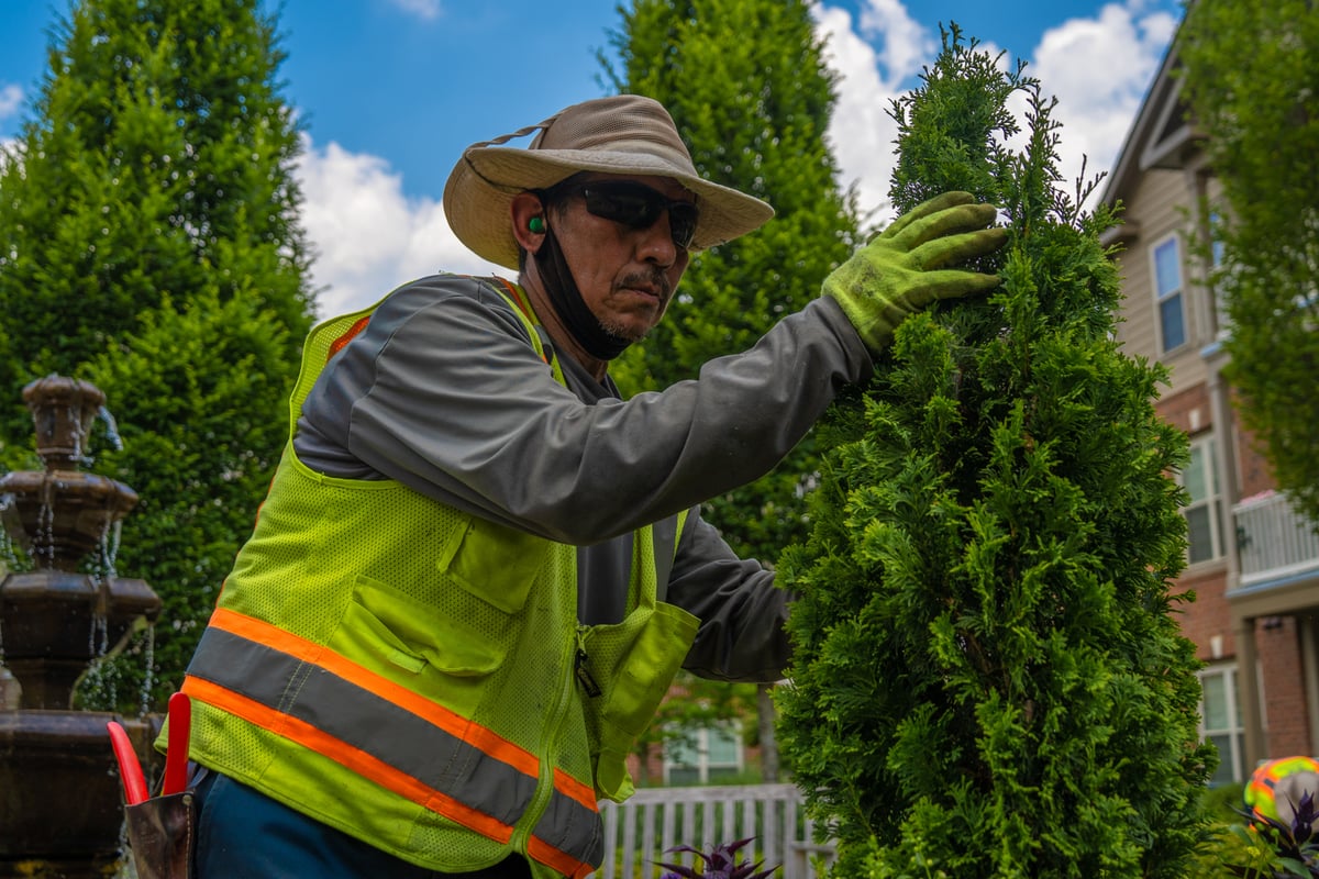 Commercial landscaping crew maintenance on shrubs