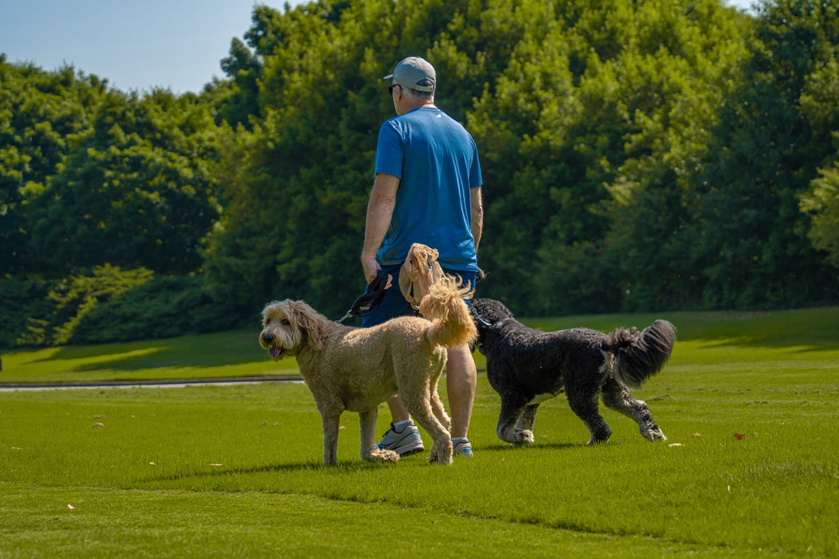 man walks dogs on commercial property