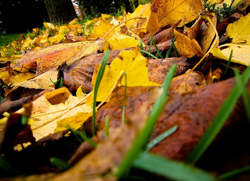 wet leaves on grass