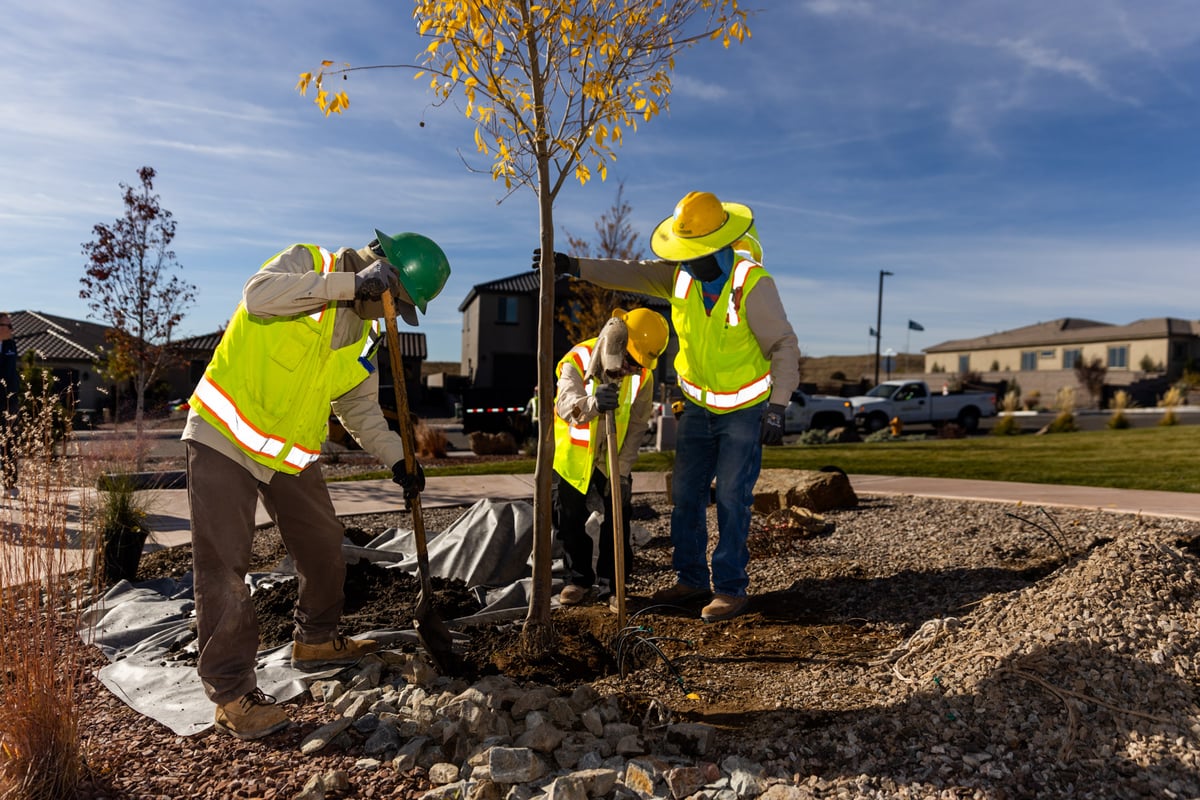 commercial landscape team planting trees