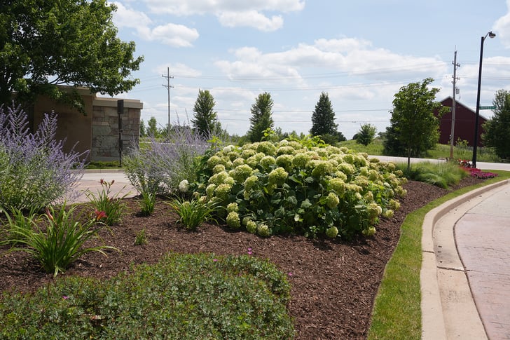 Example of brown mulch in flower bed