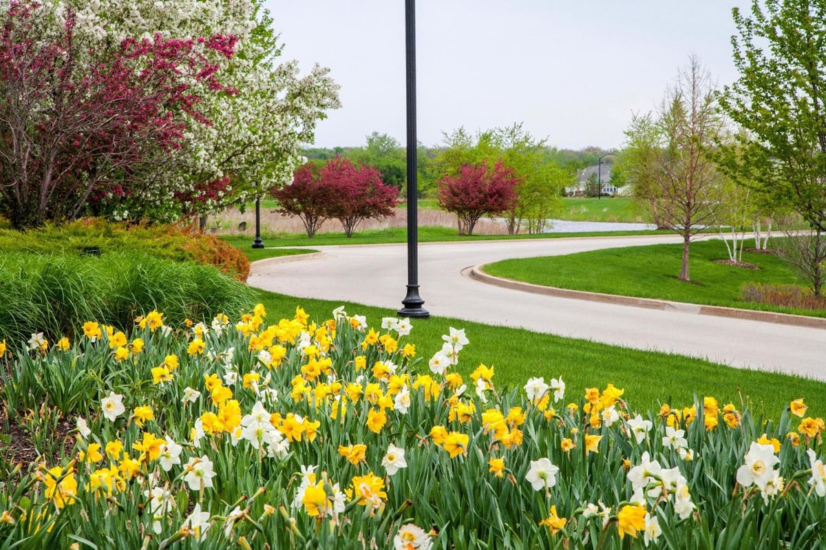 Fall color on commercial landscape