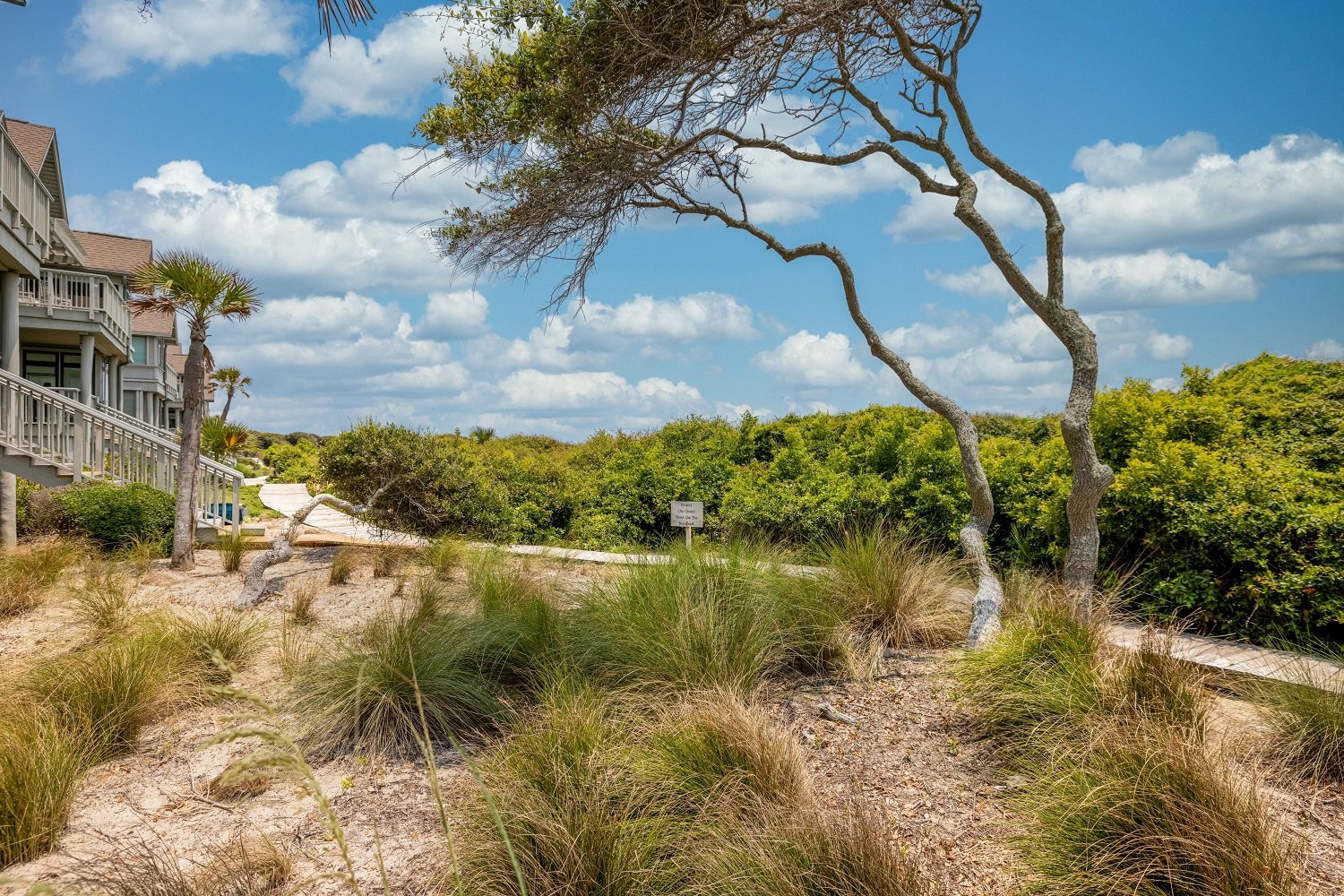 plantings and tree in Mariner's Watch landscape