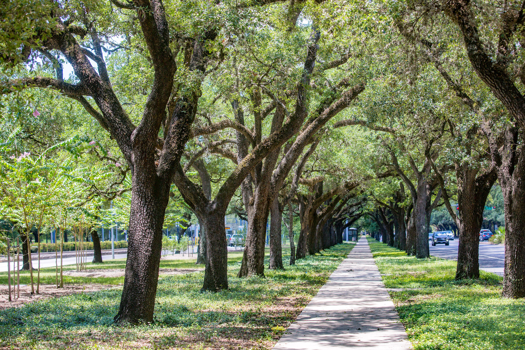 Tree grouping to help protect other nearby trees and plants