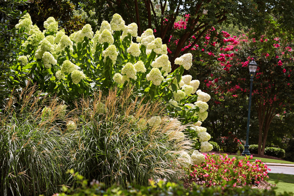 hydrangea and grasses planted on commercial property