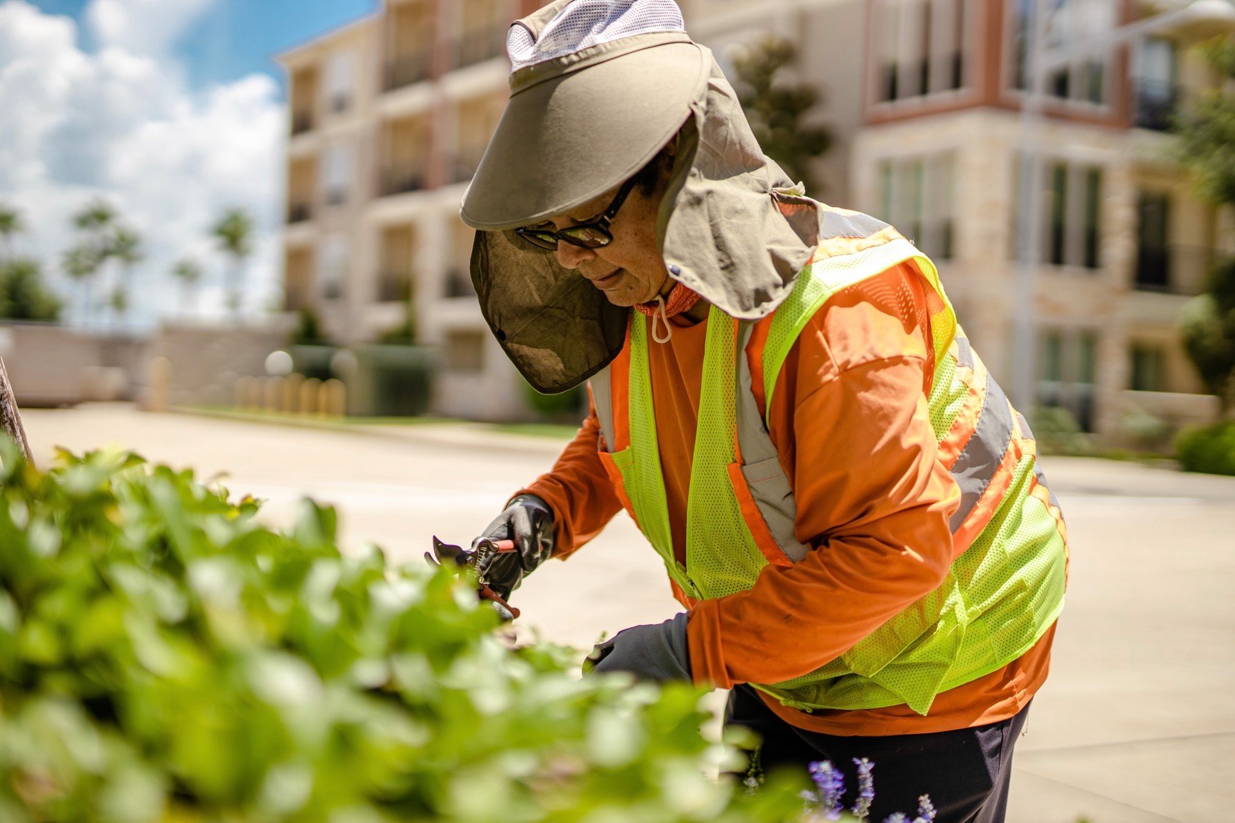 Commercial landscape maintenance crew pruning shrubs