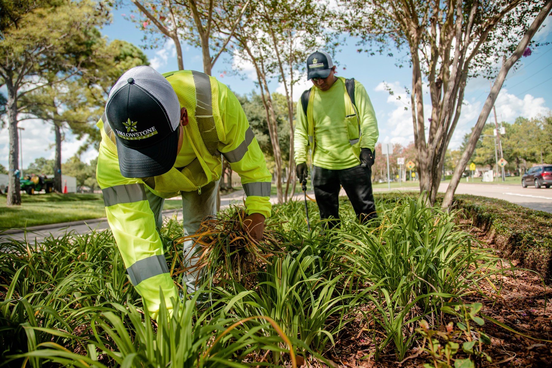 Landscape maintenance crew weeding a landscape bed