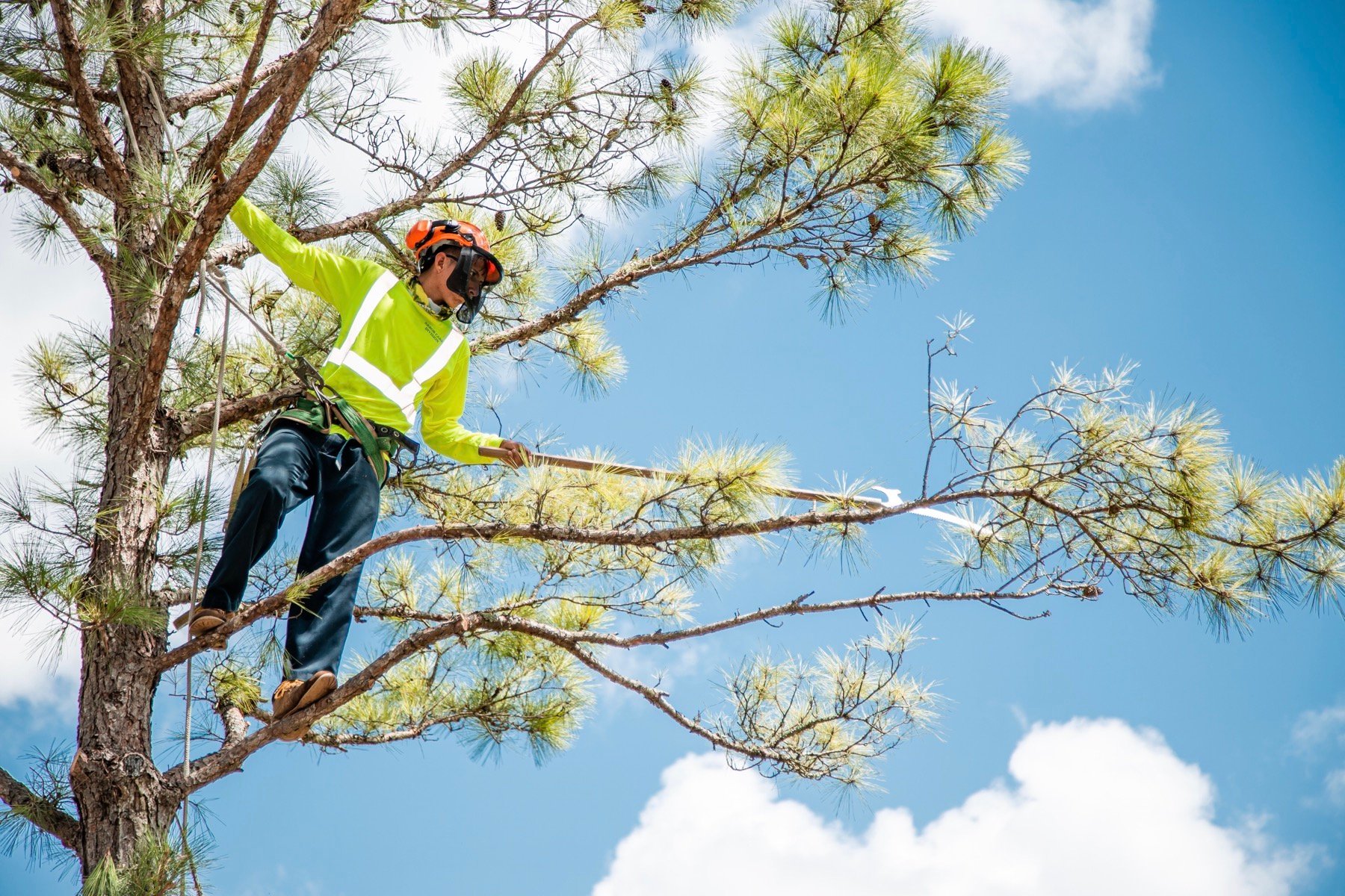 commercial tree service climber 1