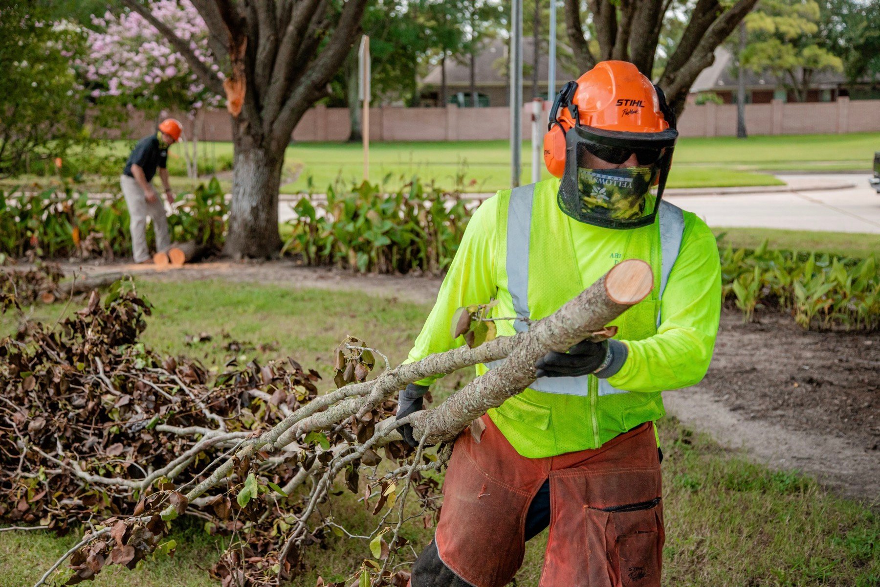 Tree care team pruning and removing tree limbs