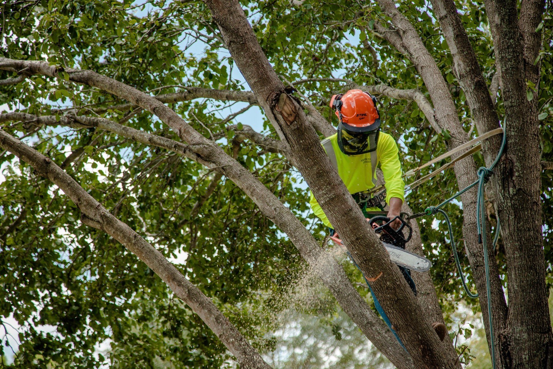 commercial tree service crew pruning a tree