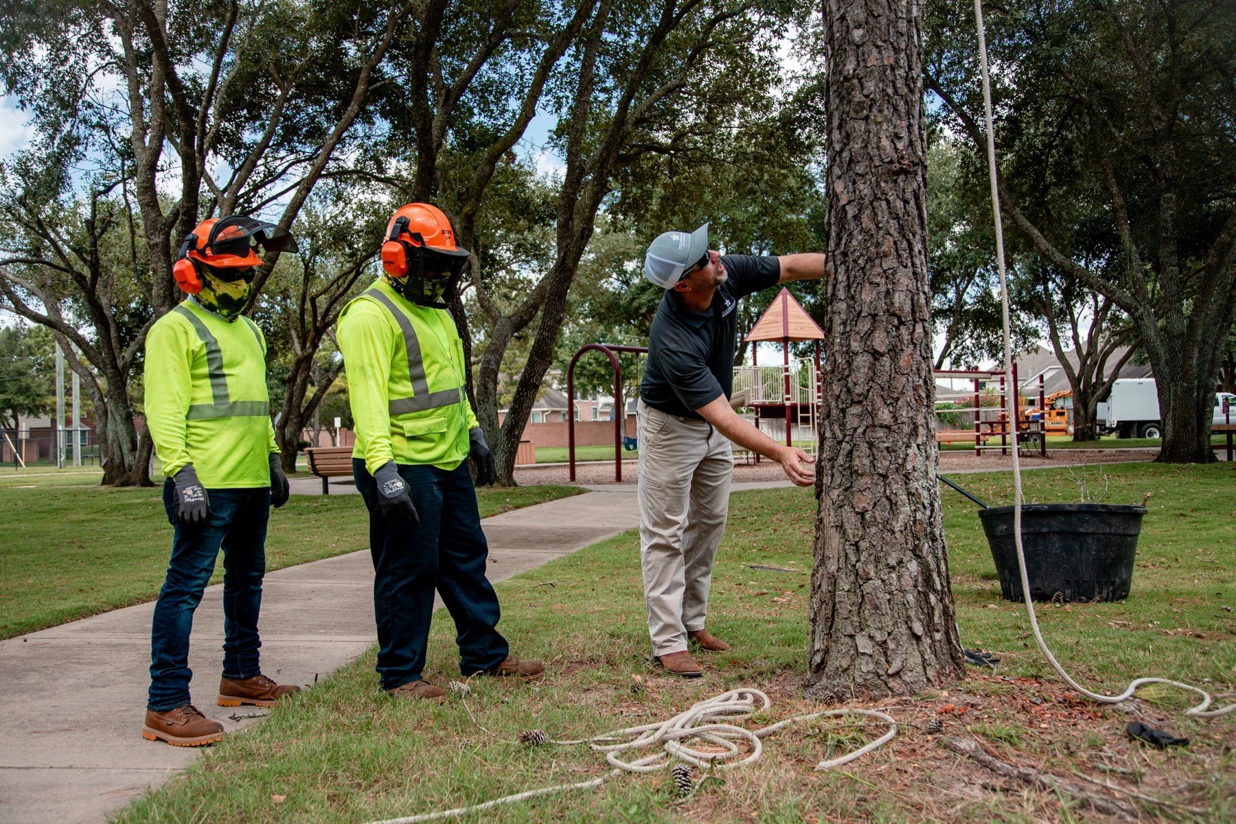 commercial tree service crew inspecting a tree for safety