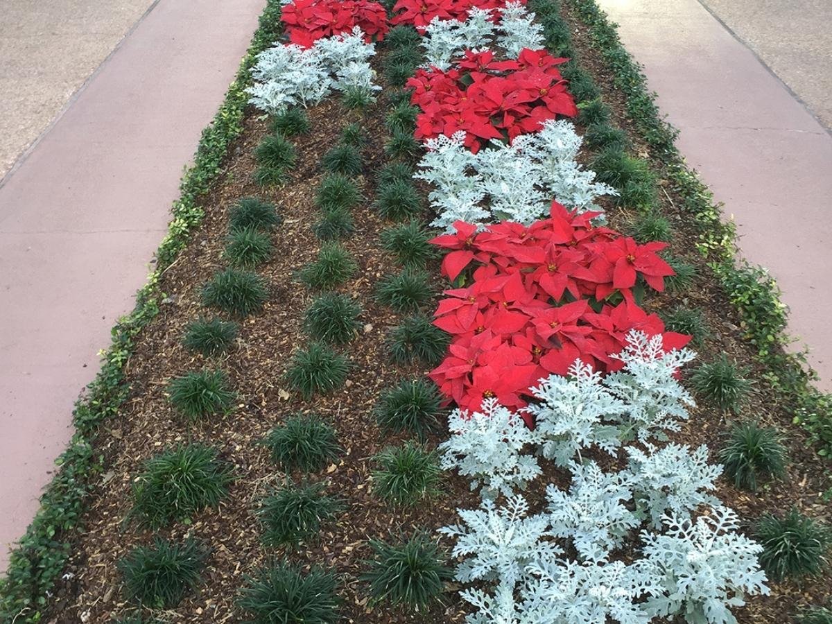 holiday decoration ideas poinsettia added to landscape bed