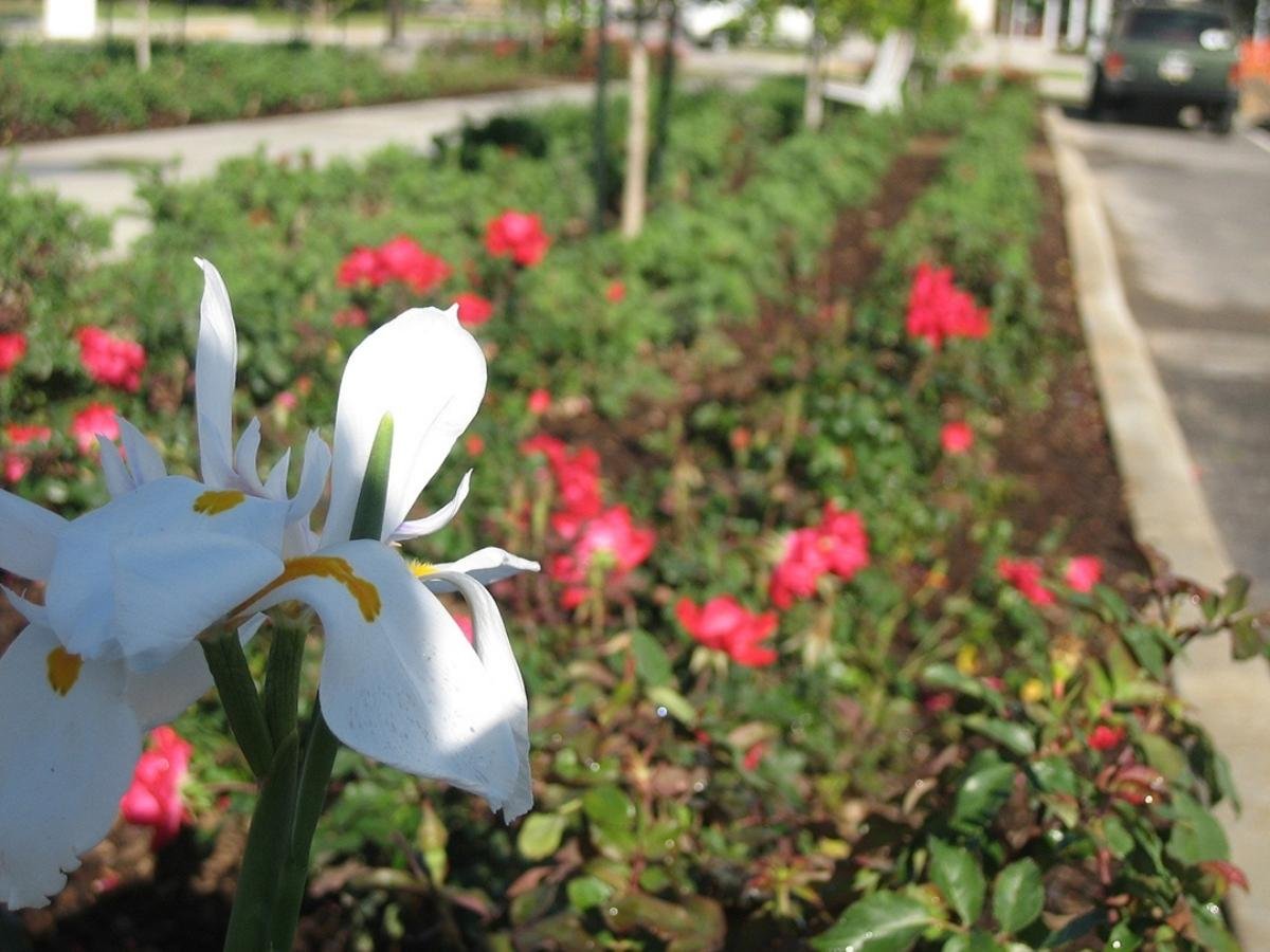 seasonal plantings in landscape bed