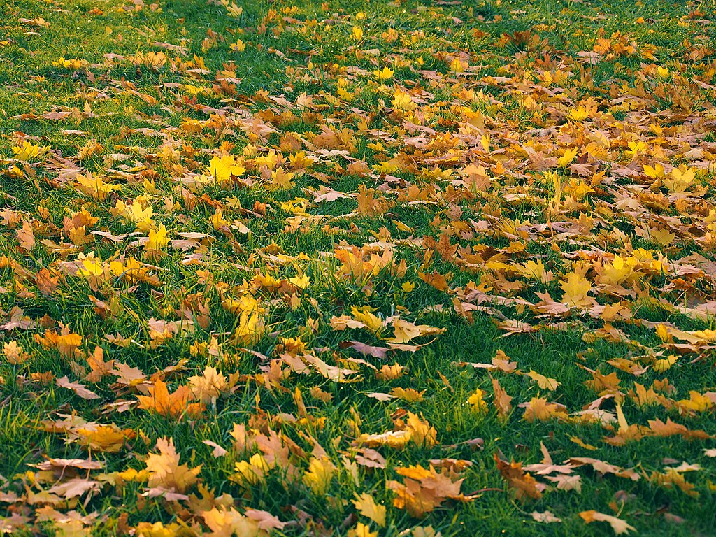 fall leaves on lawn 