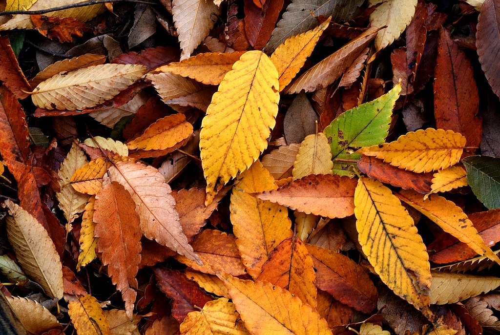 autumn leaves on grass