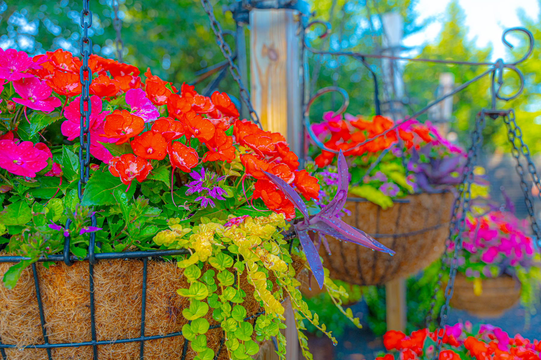 flowers in a hanging basket